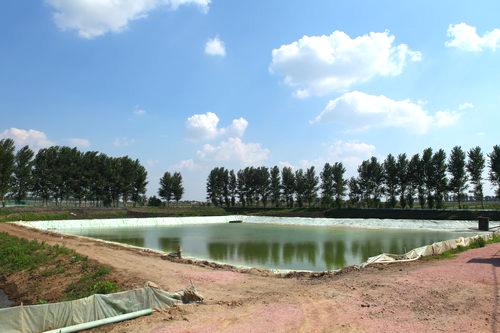 锦鲤鱼怎么养 十大养不死的观赏鱼