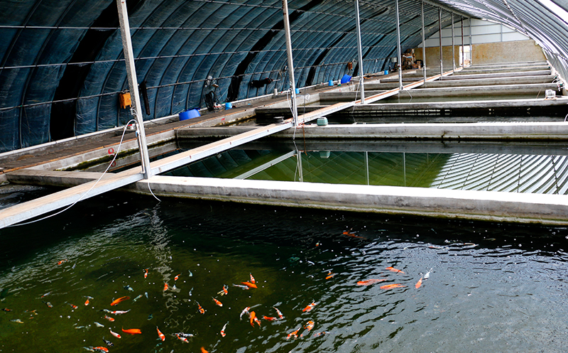 锦鲤鱼批发|锦鲤鱼养殖场