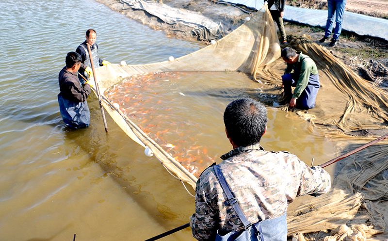苏州观赏鱼|锦鲤养殖方法